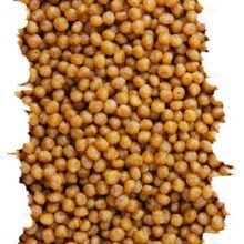 Granule pro malé papaoušky MINOR